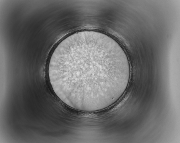 X0000093521170200711091734