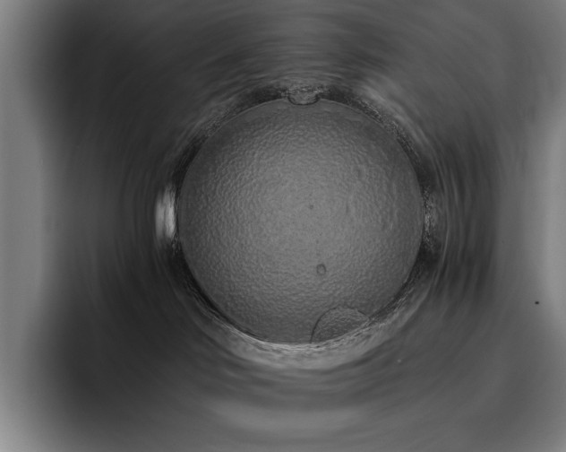 X0000093530046200710121607