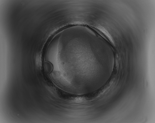 X0000093530204200710121605