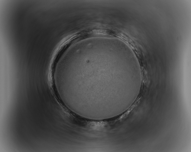 X0000093530245200710121604