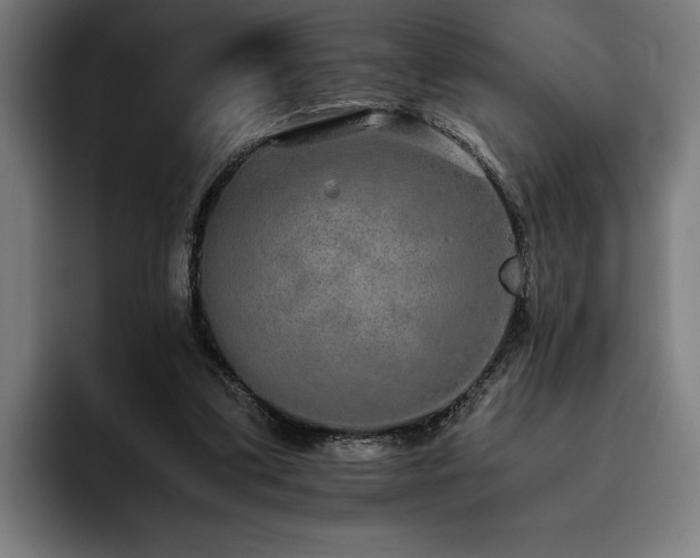 X0000093530299200710121604
