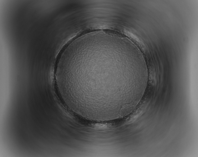 X0000093530394200710121603
