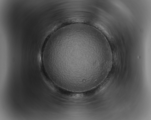 X0000093530398200710121603
