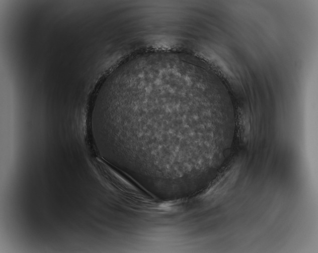X0000093530496200710121602