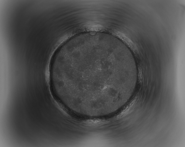 X0000093530630200710121600