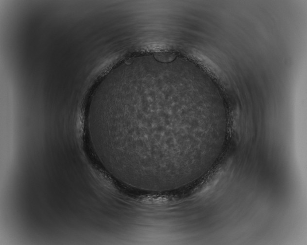 X0000093530640200710121600
