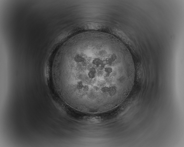 X0000093530683200710121559