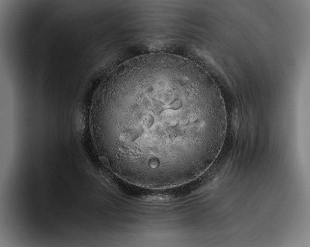 X0000093530691200710121559