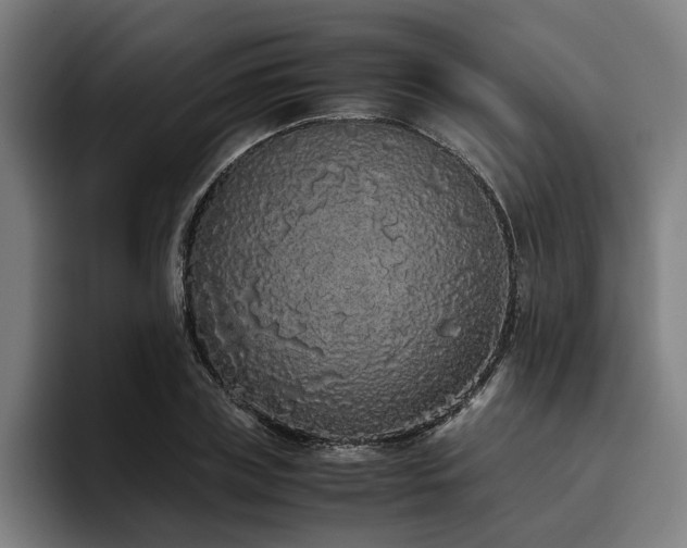 X0000093530835200710121558