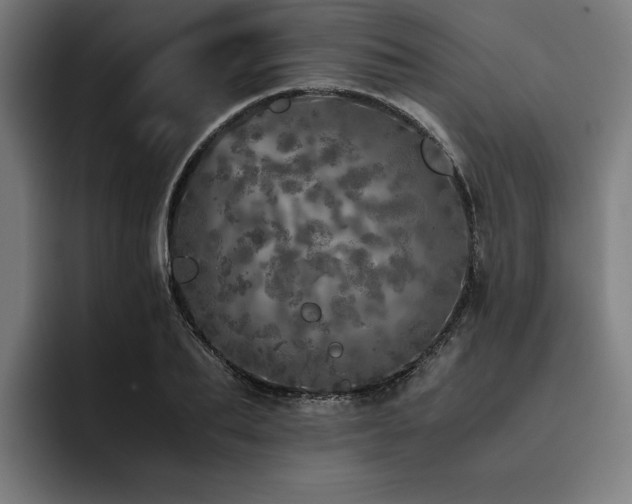 X0000093530887200710121557