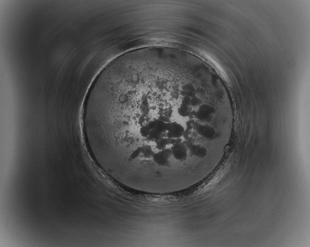 X0000093530899200710121557