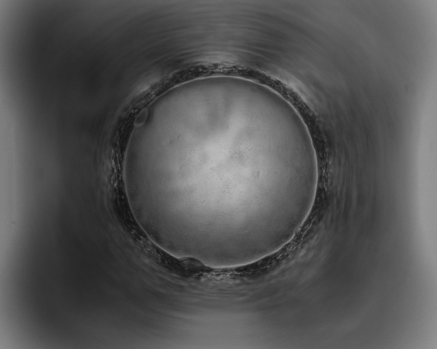X0000093530967200710121556