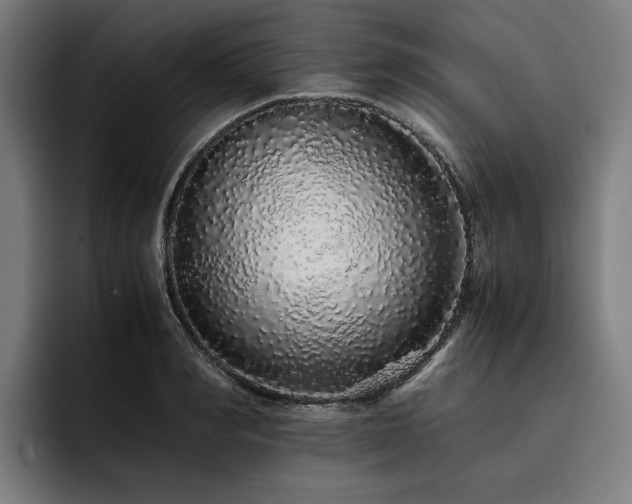 X0000093530990200710121556