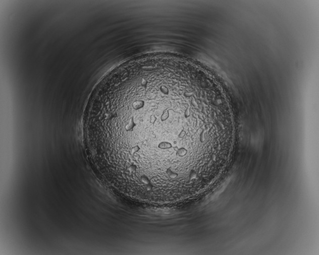 X0000093531121200710121554