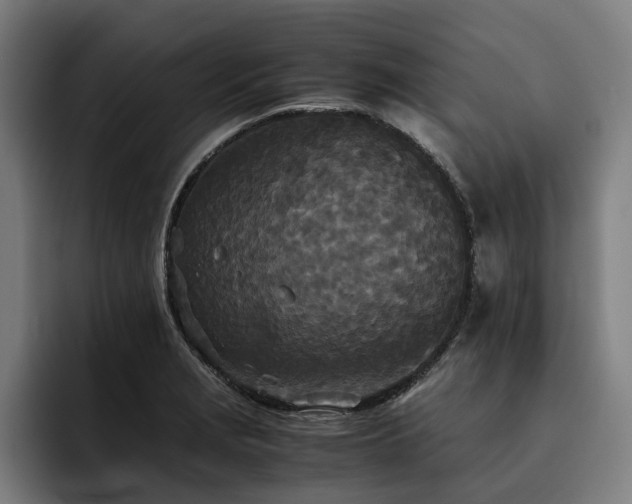 X0000093531229200710121553