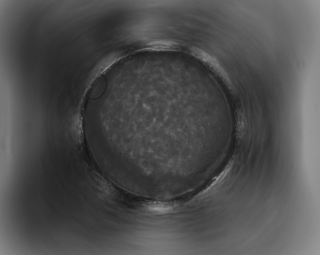X0000093531362200710121552