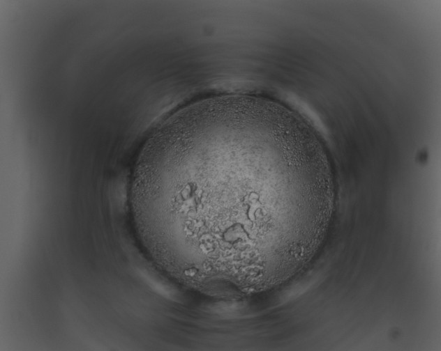 X0000093530065200710191402