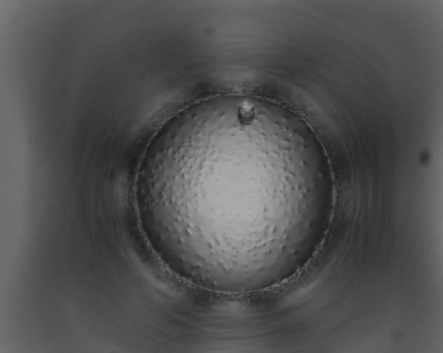 X0000093530594200710191355