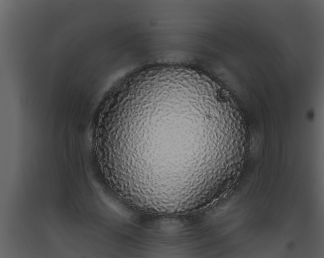 X0000093530636200710191354