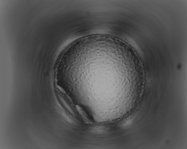 X0000093531035200710191349
