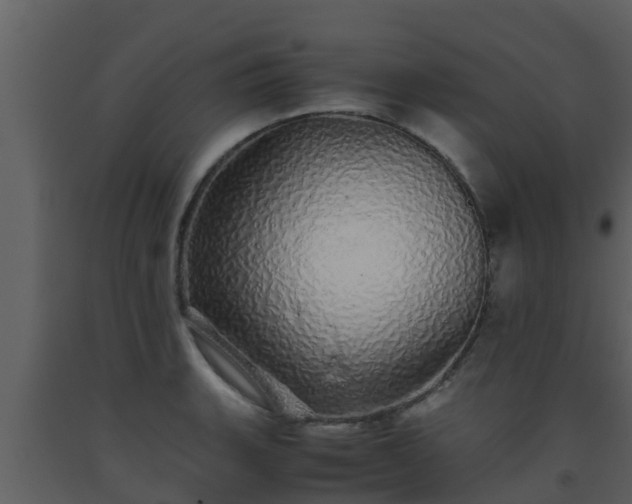 X0000093531135200710191348