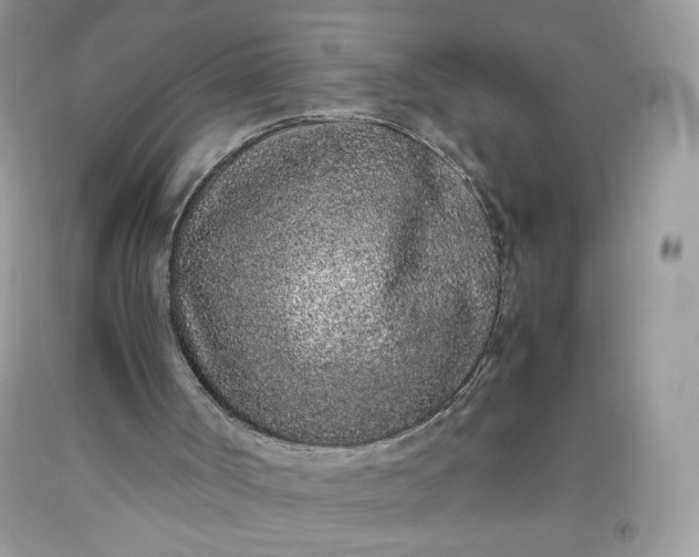 X0000093530002200710261302