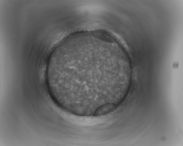 X0000093530018200710261301