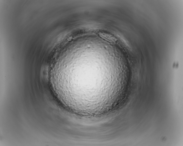 X0000093530022200710261301