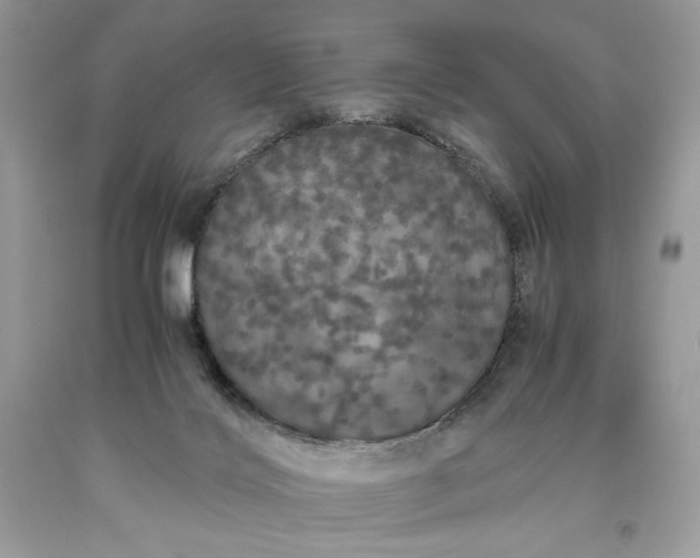 X0000093530028200710261301