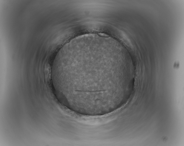 X0000093530029200710261301