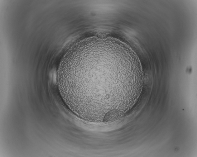 X0000093530046200710261301