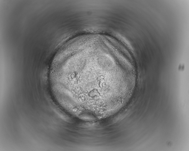 X0000093530065200710261301