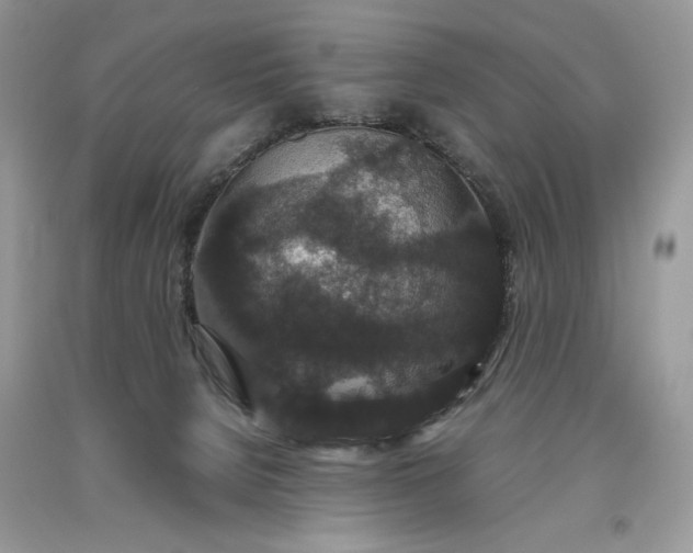 X0000093530080200710261301