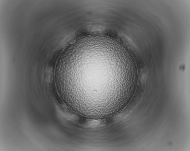 X0000093530083200710261301