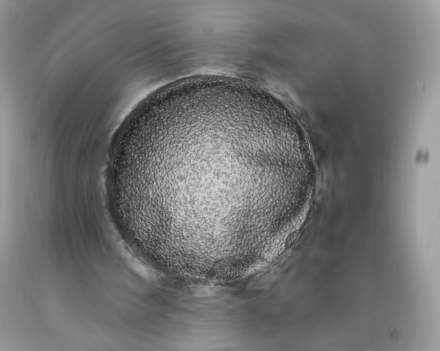 X0000093530098200710261300