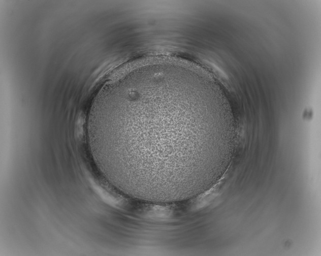 X0000093530166200710261259