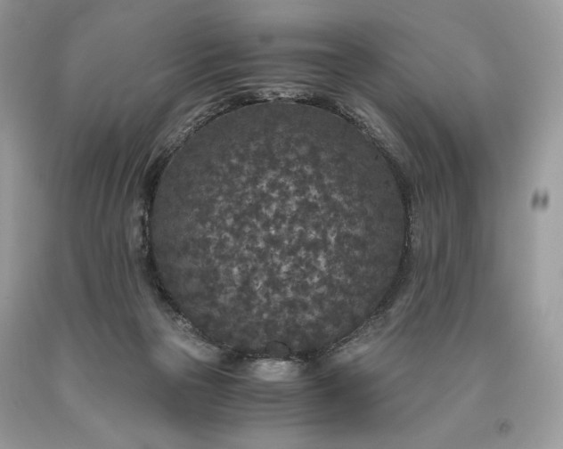 X0000093530169200710261259