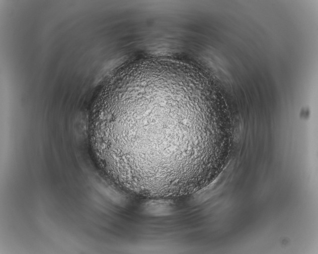 X0000093530179200710261300