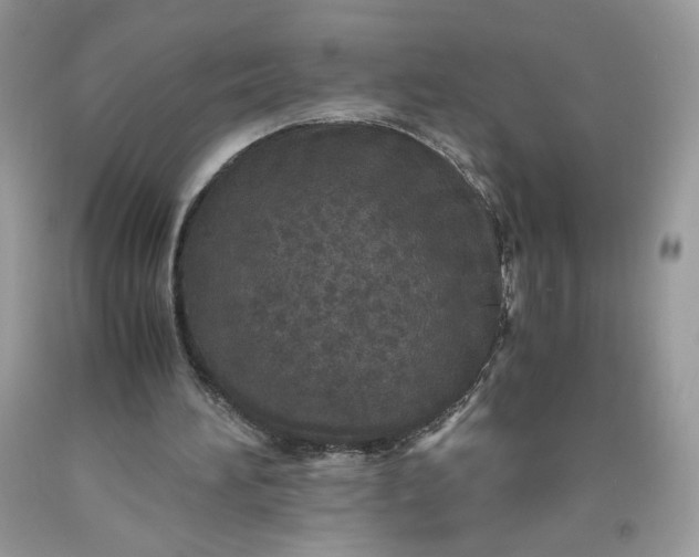 X0000093530196200710261259