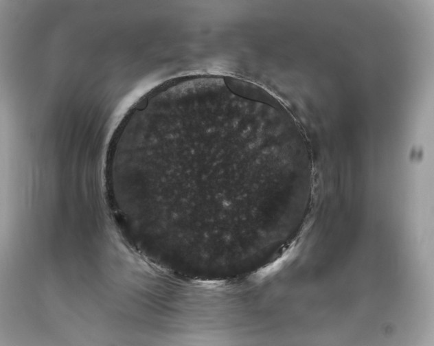 X0000093530200200710261259