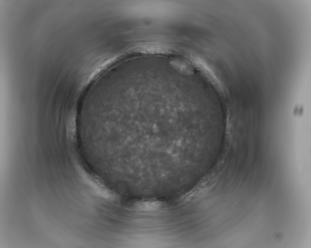 X0000093530202200710261259