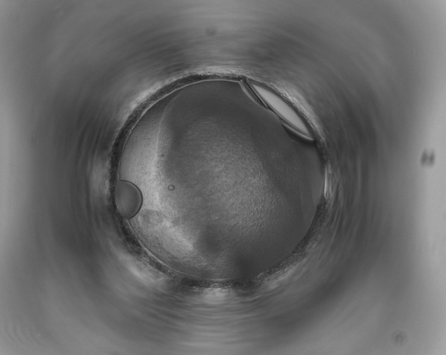 X0000093530204200710261259