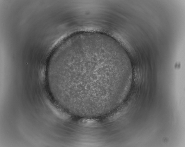 X0000093530208200710261259