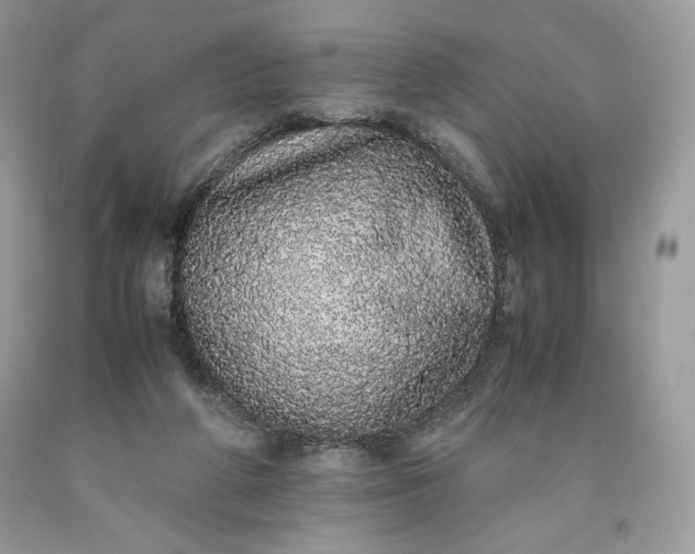 X0000093530210200710261259