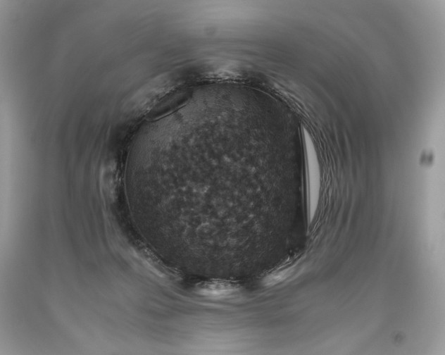 X0000093530223200710261259