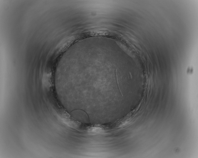 X0000093530224200710261259