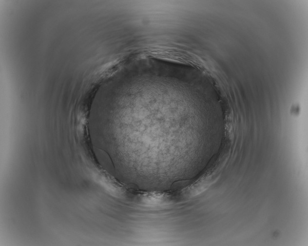 X0000093530235200710261258