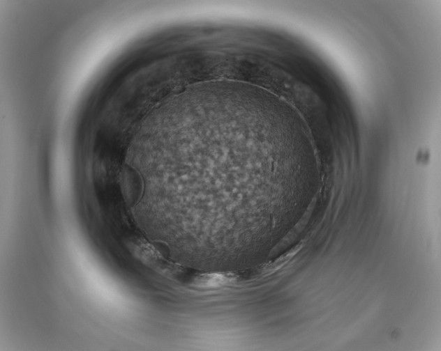 X0000093530239200710261258