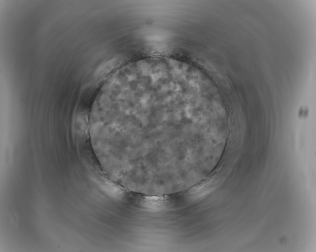 X0000093530240200710261258