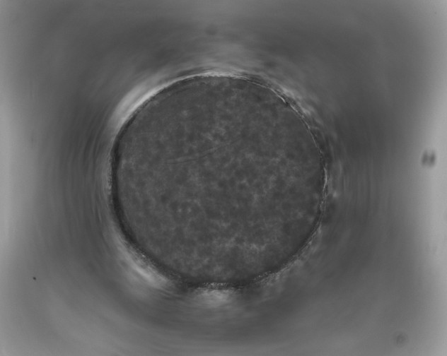 X0000093530247200710261258